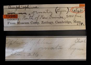 Media type: image;   Invertebrate Zoology OPH-674 Description: Labels for this specimen included in the specimen tray.;  Aspect: labels
